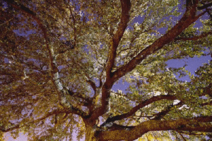 tree.canopy