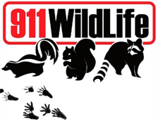 911-wildlife