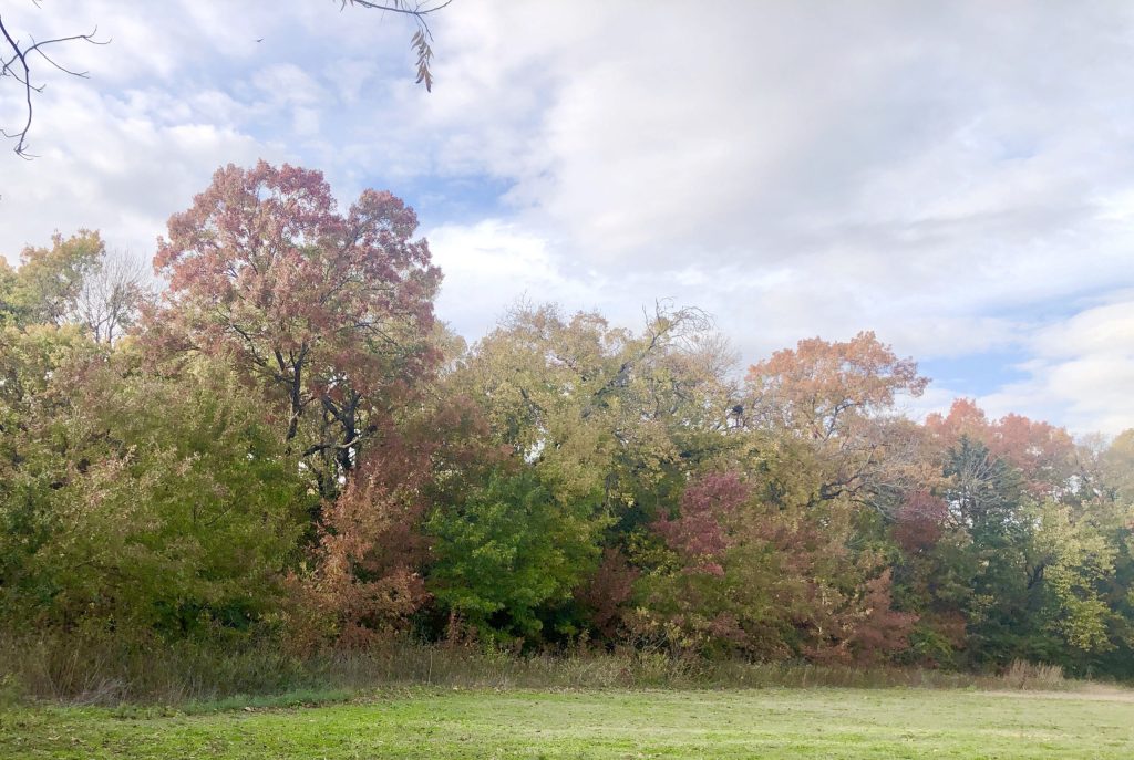 Come beautify the greenbelt!