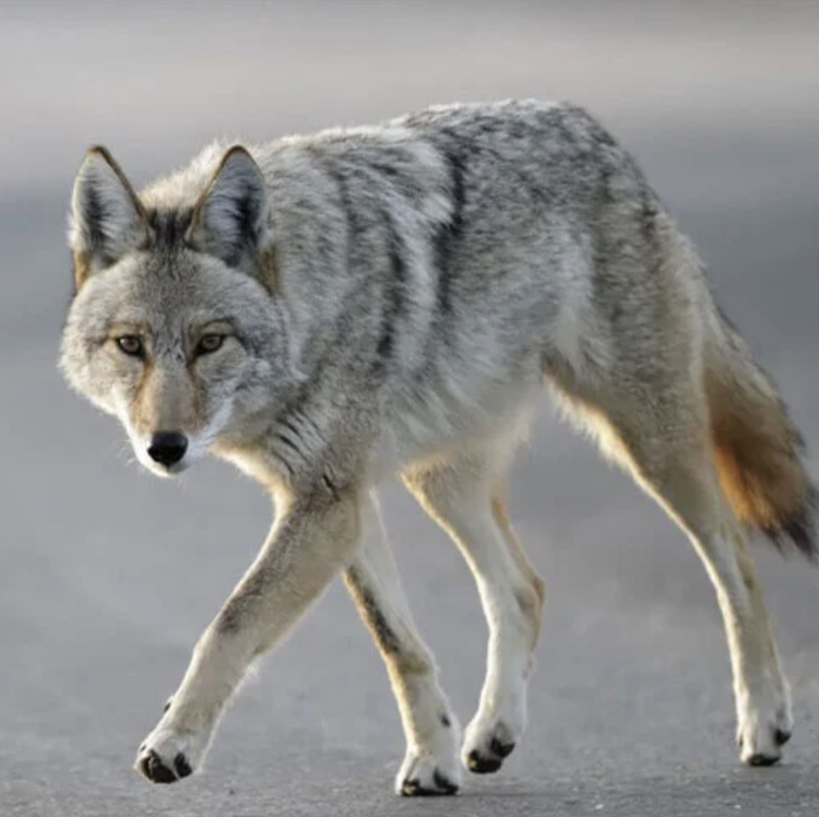 Coexisting with Coyotes