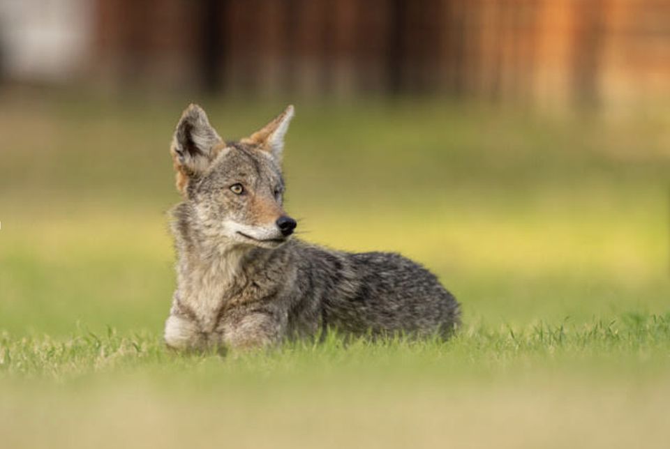 Living with Coyotes
