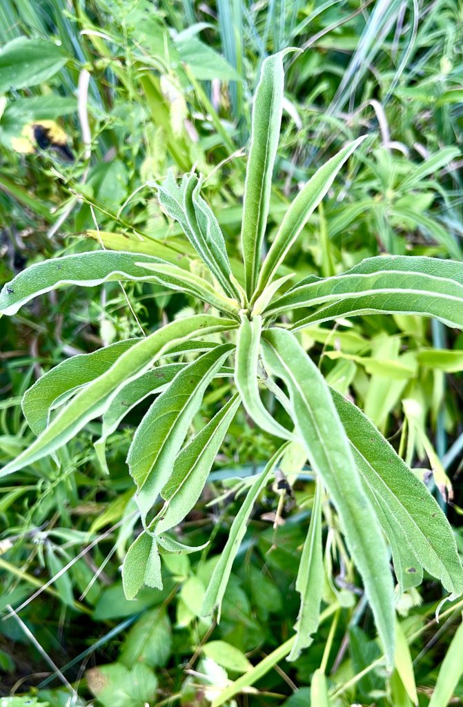 Plants of the Main Meadow Trail: East End