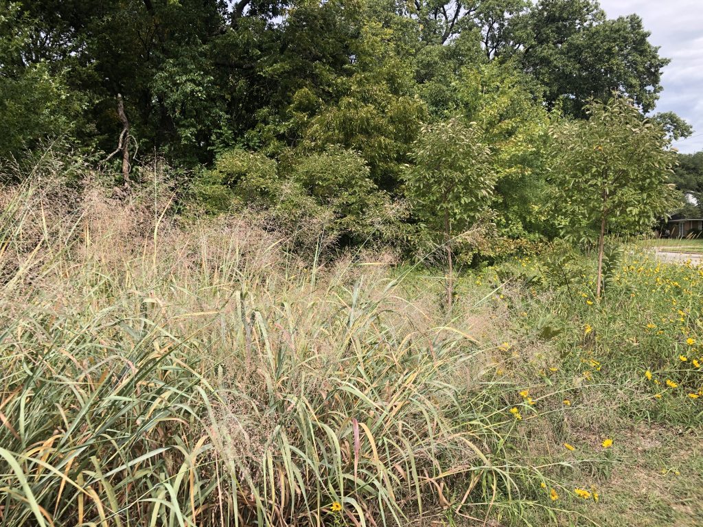 Tour of Native Grasses in Creekmere Meadow with the Texas Grassman – Oct 5 Sun