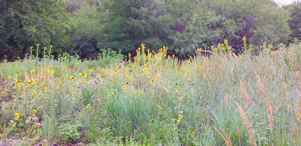 Could Dixon Branch Greenbelt become a grassland bird sanctuary?