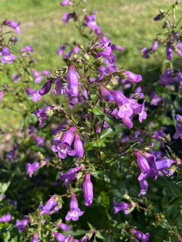 Spring Woods & Meadow Amble