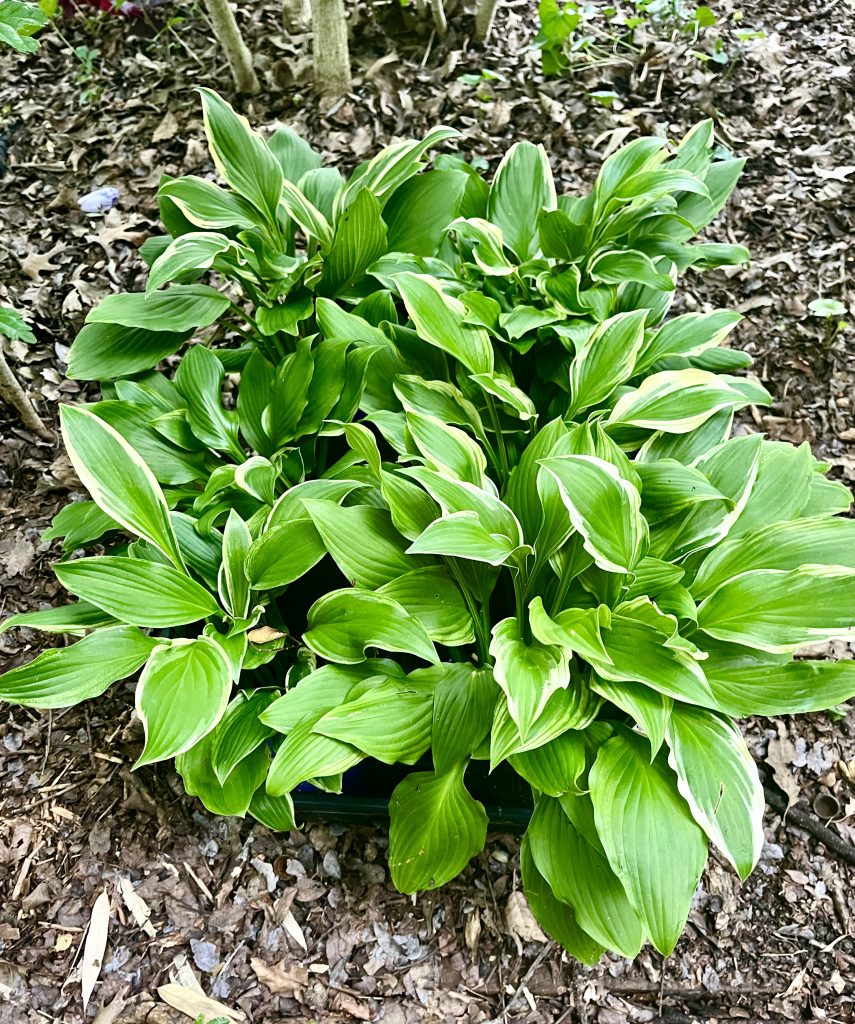 Eastwood Pop-up/Drop-in Plant Sale