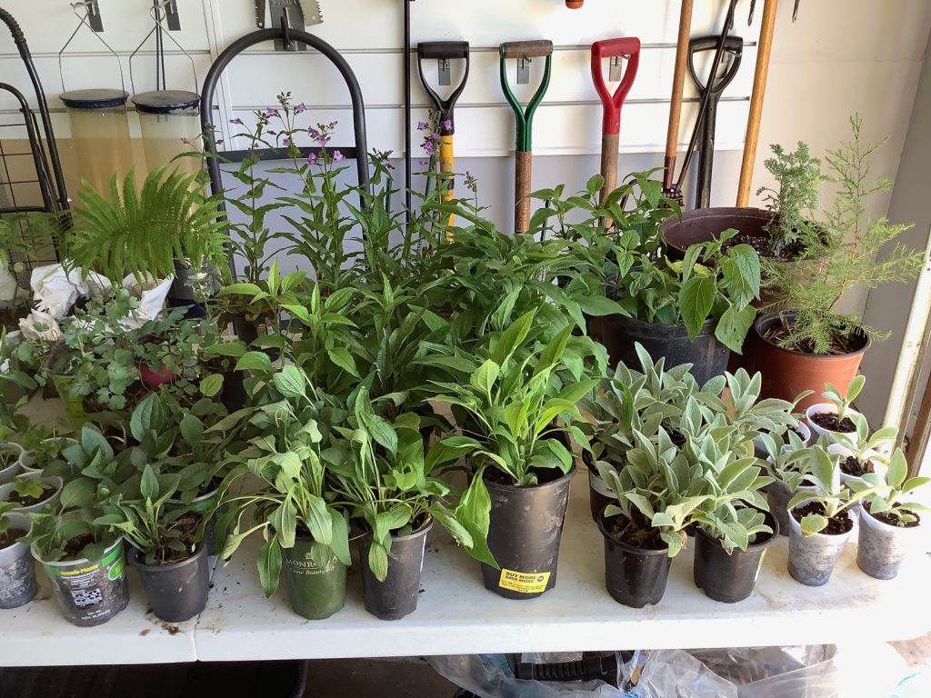Eastwood plant sale on Saturday — seeking more plant donations